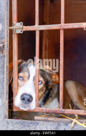 Trauriger Hund mit blauen Augen hinter Schloss und Riegel. Stockfoto