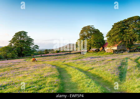 Dartmoor Ponys grasen auf einer Wiese Bluebell durch eine alte rote überdachte Scheune Stockfoto