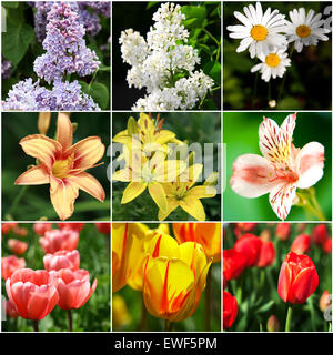 Collage von schönen Blumen Stockfoto