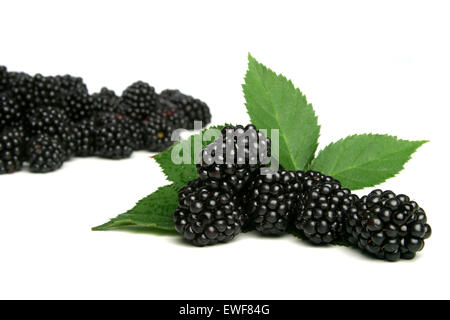 Studioaufnahme von Brombeeren auf weißem Hintergrund Stockfoto