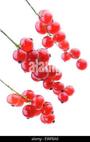 Studioaufnahme von roten Johannisbeeren Stockfoto