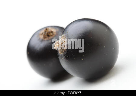 Close - Up von schwarzen Johannisbeeren auf weißem Hintergrund Stockfoto