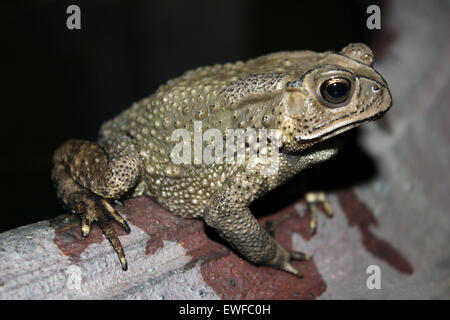 Schwarz-spined Kröte Duttaphrynus melanostictus Stockfoto