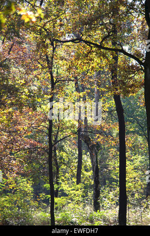 Herbstliche Bäume im Wald Stockfoto