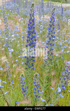 Viper's Bugloss, Blueweed, Echium vulgare Stockfoto