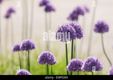 Lila Allium Ball Kopf Blumen Stockfoto