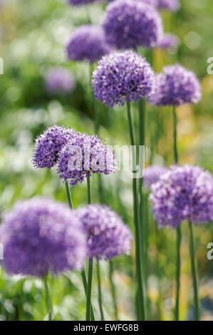 Lila Allium Ball Kopf Blumen Stockfoto