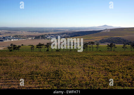 Die Aussicht von Durbanville Hills Wein Bauernhof im Herbst mit Steinbruch in der Ferne. Stockfoto