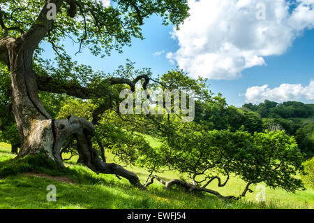 Reifen Eiche und die umliegende Landschaft, an einem schönen Sommertag in England. Stockfoto
