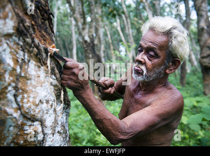 Sri Lanka Mann Tappting Gummibaum. Stockfoto