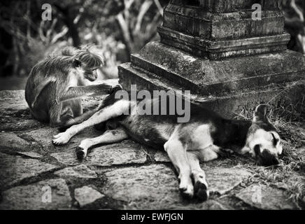 Affen, die Pflege eines Hundes in einem Tempel Sri Lanka Stockfoto