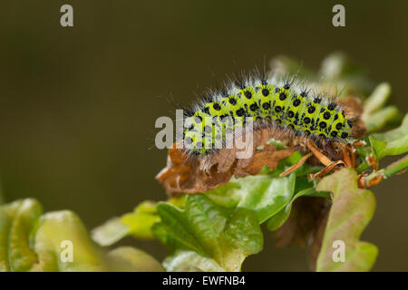 Kleine Kaiser-Motte, Raupe, Kleines Nachtpfauenauge, Raupe, Saturnia Pavonia, Eudia Pavonia, Pavonia Pavonia, Saturniidae Stockfoto