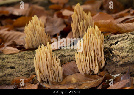 Aufrechte Coral, strenge Zweig Koralle, Steife Koralle Ramaria Stricta, Clavariella Condensata, Clavariella Stricta Stockfoto