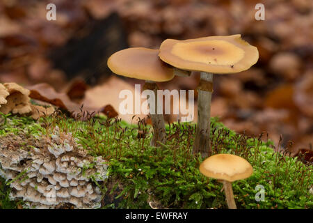 Beerdigung Bell, Geschenk-Häubling, Gifthäubling, Nadelholz-Häubling, Galerina Marginata, Galerina Autumnalis, Psilocybe marginata Stockfoto