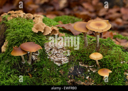 Beerdigung Bell, Geschenk-Häubling, Gifthäubling, Nadelholz-Häubling, Galerina Marginata, Galerina Autumnalis, Psilocybe marginata Stockfoto