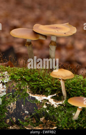 Beerdigung Bell, Geschenk-Häubling, Gifthäubling, Nadelholz-Häubling, Galerina Marginata, Galerina Autumnalis, Psilocybe marginata Stockfoto