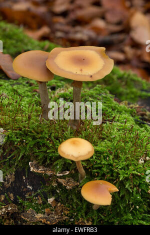 Beerdigung Bell, Geschenk-Häubling, Gifthäubling, Nadelholz-Häubling, Galerina Marginata, Galerina Autumnalis, Psilocybe marginata Stockfoto