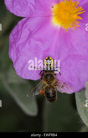 Rote Krabbenspinne, Südliche Glanz-Krabbenspinne, Südliche Glanzkrabbenspinne, Krabbenspinne, Synema Globosum, Synaema globosum Stockfoto