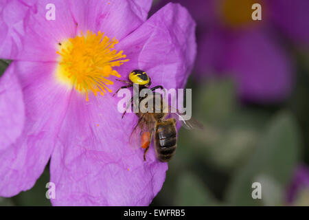 Rote Krabbenspinne, Südliche Glanz-Krabbenspinne, Südliche Glanzkrabbenspinne, Krabbenspinne, Synema Globosum, Synaema globosum Stockfoto