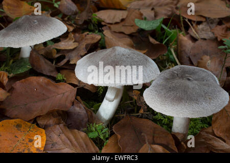 Graue Ritter, schmutzige Tricholoma, Mausgrauer Erdritterling, Erd-Ritterling, Erdritterling Tricholoma Terreum, Tricholoma myomyces Stockfoto