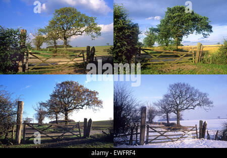 Vier Jahreszeiten in der gleichen Lage durch Frühling, Sommer, Herbst und Winter, Eiche in der Nähe von Scholes Leeds yorkshire United Kingdom Stockfoto