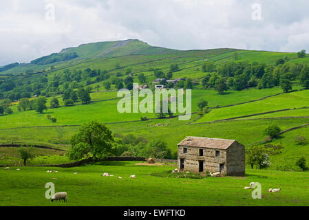 Feld-Scheune mit Wetter fiel in die Ferne, Wensleydale, Yorkshire Dales National Park, North Yorkshire, England UK Stockfoto