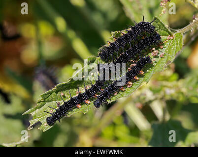 Peacock Butterfly Raupen, Inachis Io, Nymphalidae, ernähren sich von Brennnesseln, Urtica Dioica. Stockfoto