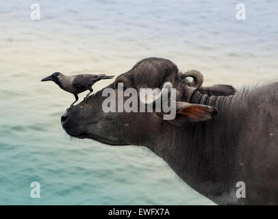 Haus Krähen Corvus Splendens auf Büffel Kopf Stockfoto