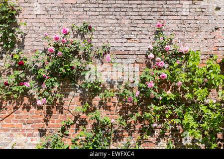Rosa Kletterrosen auf einem alten roten Backsteinmauer Stockfoto