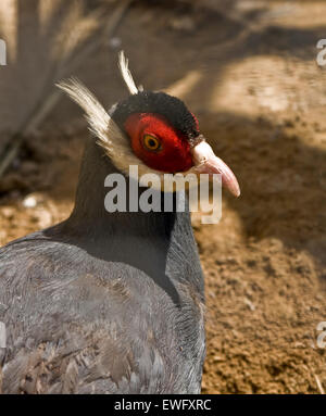 Wilde Vogel Blau-eared Fasan (Crossoptilon Auritum), lebt in Süd-Ost-Asien. Stockfoto