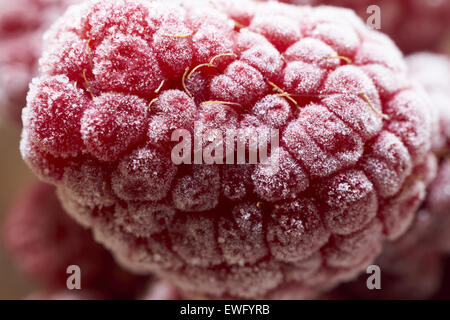 Extreme Makroaufnahme einer gefrorenen Himbeere mit Eiskristallen überzogen Stockfoto