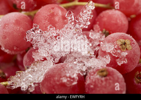 Hintergrund von vielen gefrorenen Johannisbeeren mit Eiskristallen überzogen Stockfoto