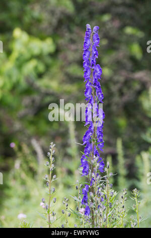 Aconitum Napellus. Eisenhut Blüte. Aconitum-Blumen Stockfoto