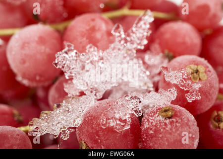 Hintergrund von vielen gefrorenen Johannisbeeren mit Eiskristallen überzogen Stockfoto