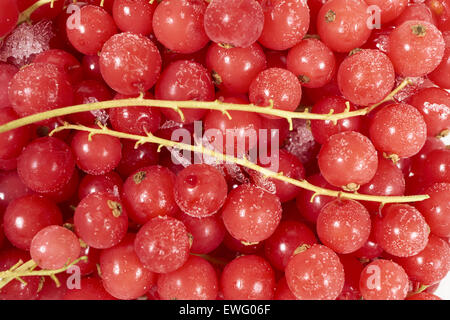 Hintergrund von vielen gefrorenen Johannisbeeren mit Eiskristallen überzogen Stockfoto