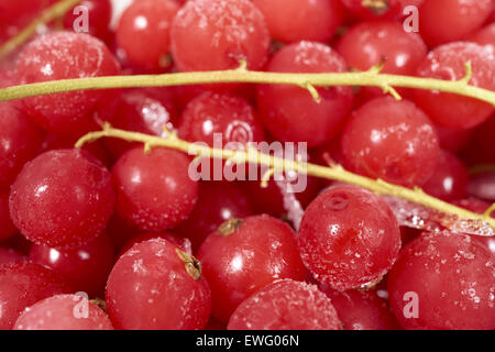 Hintergrund von vielen gefrorenen Johannisbeeren mit Eiskristallen überzogen Stockfoto