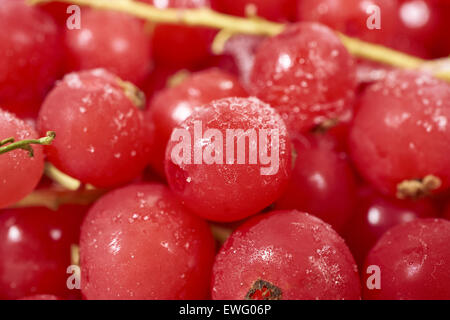 Hintergrund von vielen gefrorenen Johannisbeeren mit Eiskristallen überzogen Stockfoto