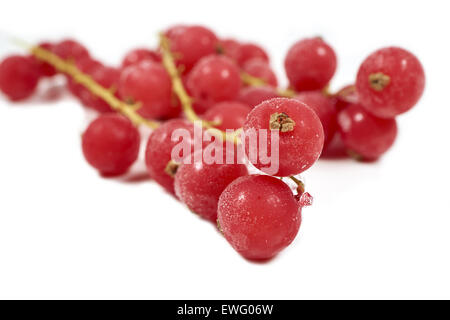 Makroaufnahme einer gefrorenen Johannisbeeren mit beruht auf einem weißen Hintergrund mit textfreiraum auf der unteren Seite Stockfoto