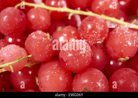 Hintergrund von vielen gefrorenen Johannisbeeren mit Eiskristallen überzogen Stockfoto