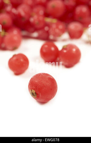 Makroaufnahme einer gefrorenen Johannisbeeren vor anderen gefrorenen Johannisbeeren mit beruht auf einem weißen Hintergrund mit textfreiraum auf dem unteren s Stockfoto