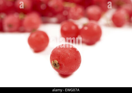 Makroaufnahme einer gefrorenen Johannisbeeren vor anderen gefrorenen Johannisbeeren mit beruht auf einem weißen Hintergrund mit textfreiraum auf dem unteren s Stockfoto