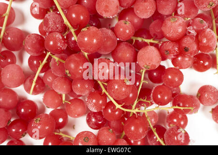 Hintergrund von vielen gefrorenen Johannisbeeren mit Stielen mit Eiskristallen überzogen Stockfoto