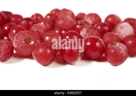 Nahaufnahme von einige gefrorenen Johannisbeeren auf einem weißen Hintergrund mit textfreiraum auf der oberen und unteren Seite Stockfoto