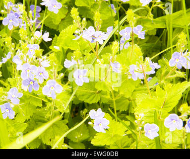 Einige wilde blaue Blumen Forte-me-Not, auch als Myosotis genannt. Stockfoto