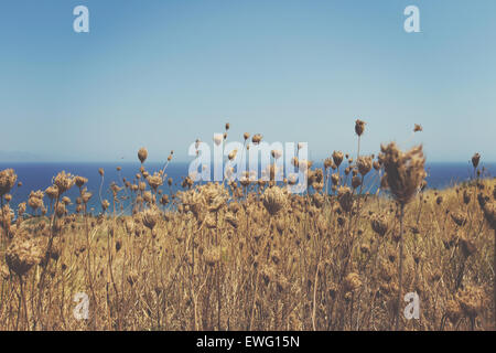 Eine Makroaufnahme getrockneter Blütenknospen aus Nahaufnahme, die komplizierte Details ihrer Struktur zeigt. Die getrockneten Blütenblätter und Texturen werden hervorgehoben, um die Schönheit der Blüten in ihrem getrockneten Zustand einzufangen. Stockfoto