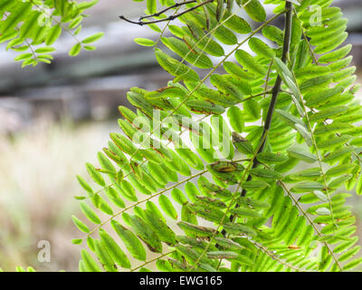Eine Nahaufnahme von grünen Pflanzenblättern und -Stämmen, die ihre komplizierten Details und Texturen hervorheben. Das Bild konzentriert sich auf die natürliche Schönheit der Struktur der Pflanze und zeigt lebendige Grüntöne. Stockfoto