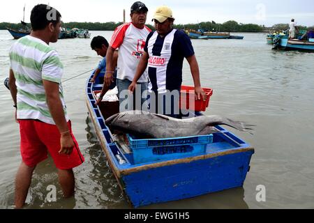 Zackenbarsch Fisch - Port in PUERTO PIZARRO. Abteilung von Tumbes. Peru Stockfoto