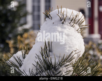 Ein Nahaufnahme-Bild mit Schnee auf Kiefernblättern, wobei Eisfrost die Nadeln in einer kalten, winterlichen Umgebung bedeckt. Schnee und Eis erzeugen eine kristalline Textur, die die scharfen Kontraste zwischen dem Grün der Kiefernnadeln und dem weiß des Schnees hervorhebt. Dieses Bild stellt eine typische Winterszene in kälteren Klimazonen dar. Stockfoto