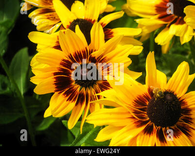 Diese Nahaufnahme zeigt leuchtend gelbe Sonnenblumen, die in einer grünen Umgebung wachsen. Bienen sammeln Pollen aus den Blüten. Stockfoto