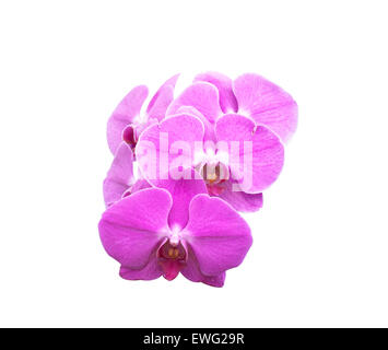 Blühende rosa Orchidee isoliert auf weißem Hintergrund Stockfoto